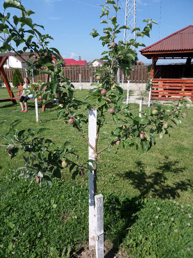 iunie 034 - pomi fructiferi