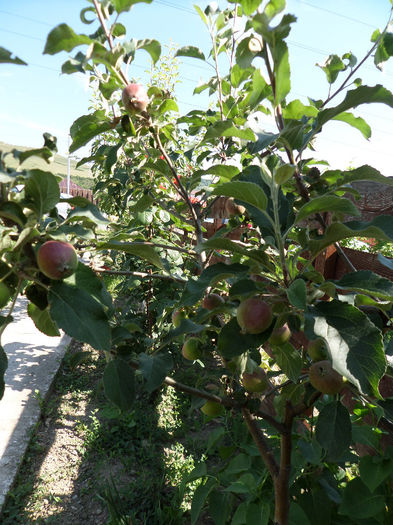 iunie 024 - pomi fructiferi