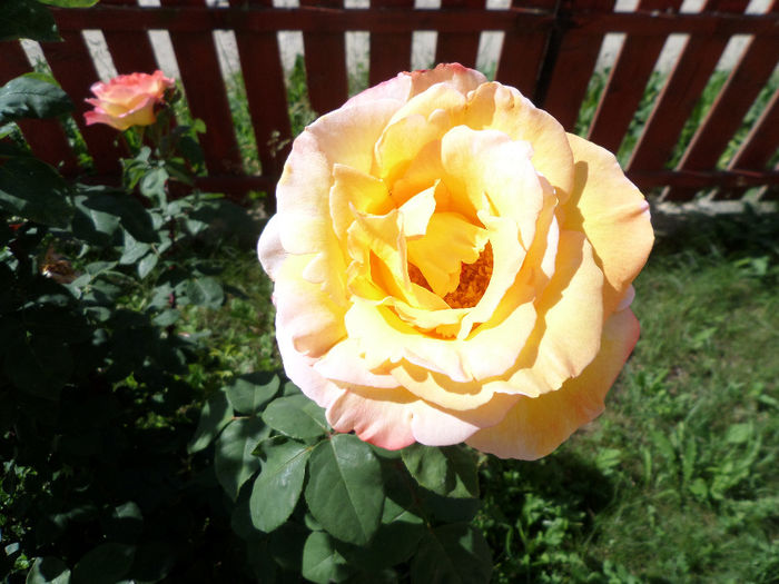 iunie 031 - trandafiri