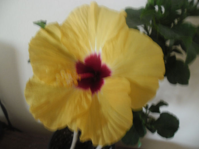 Boreas yelow