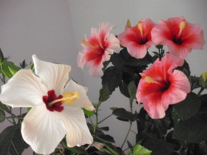 2014-05-31 08.15.36 - HIBISCUS