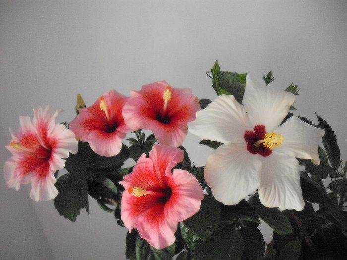 2014-05-31 08.16.05 - HIBISCUS