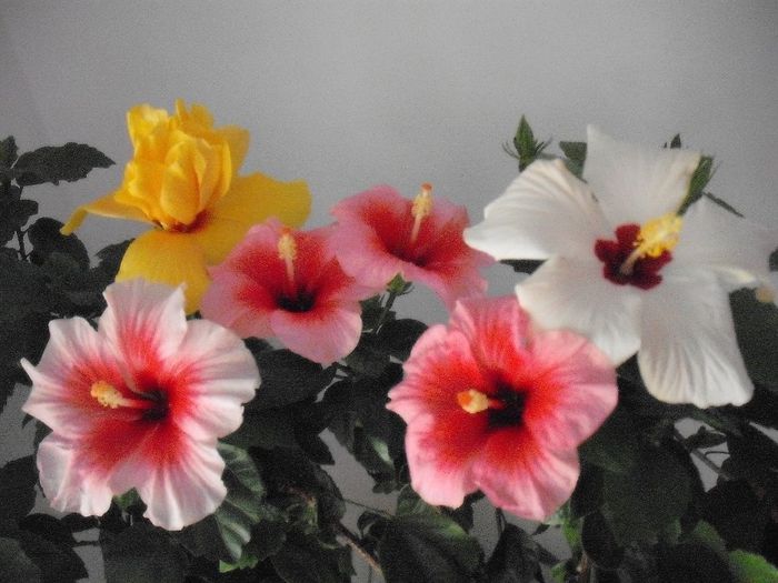 2014-05-31 08.17.01 - HIBISCUS