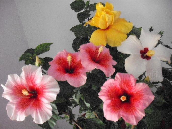2014-05-31 08.18.40 - HIBISCUS