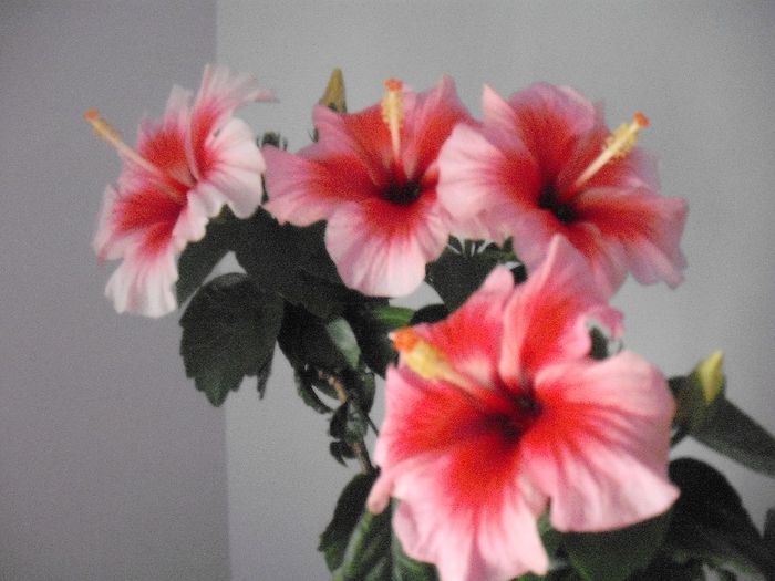 2014-05-31 10.59.23 - HIBISCUS