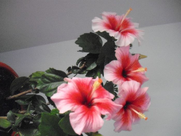 2014-05-31 10.59.33 - HIBISCUS