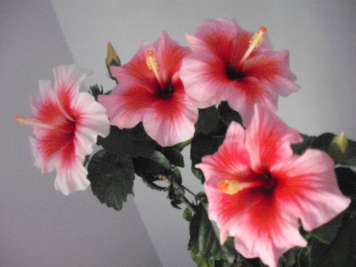 2014-05-31 10.59.54 - HIBISCUS