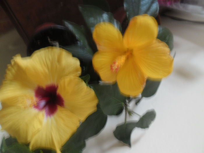 Boreas Yelow+ Starlig