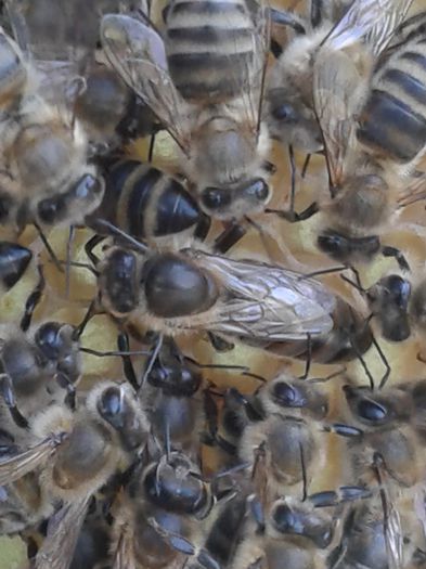 matca - apicultura 2014
