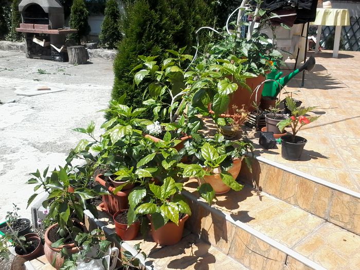 20140608_121417 - Hibiscus 2014-2015