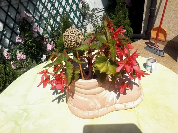 20140608_112121 - begonii 2014 - 2015