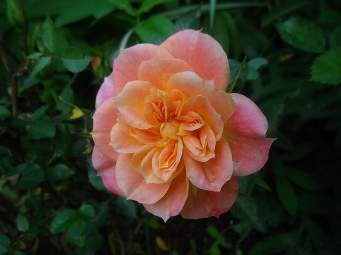 mandarin - trandafiri 2014