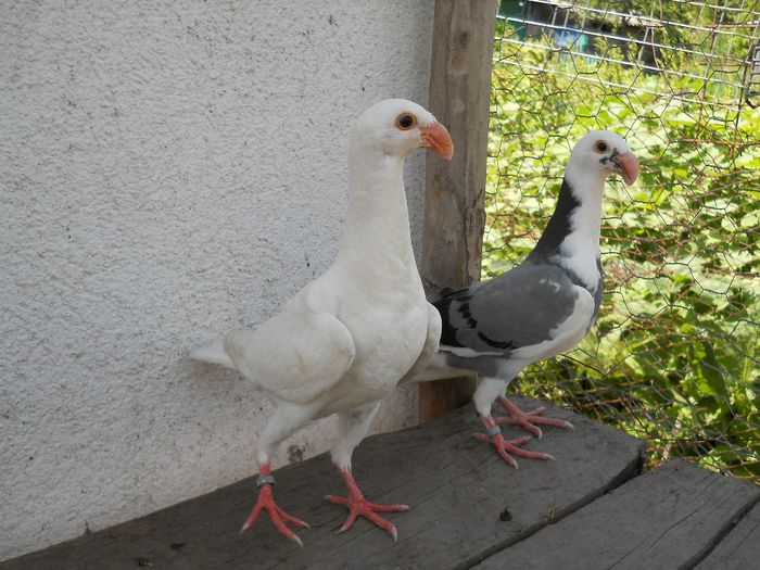 germani de frumusete