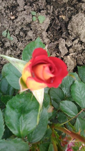 Rosa `Ketchup & Mustard`