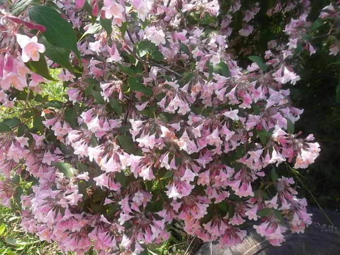 kolwitzia - arbusti ornamentali 2014