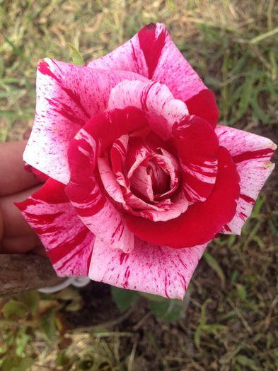 Nr.30 - Flori - 2014