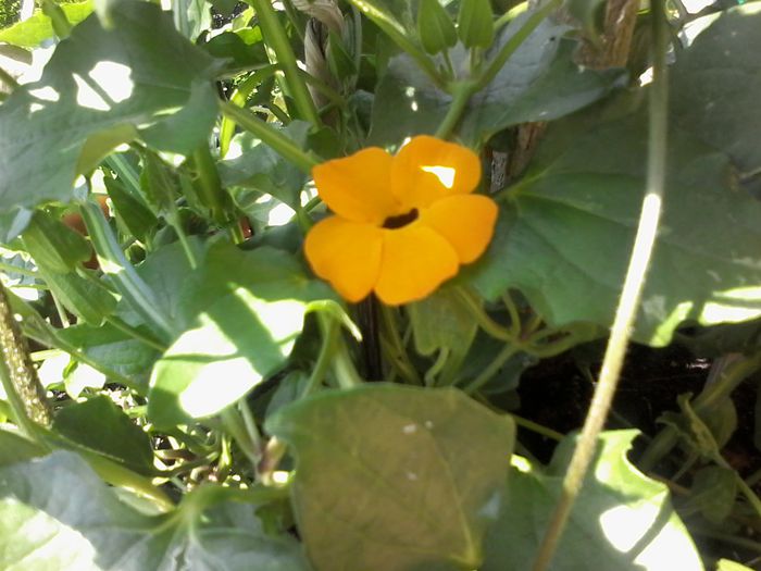 20140608_112101 - Thunbergia