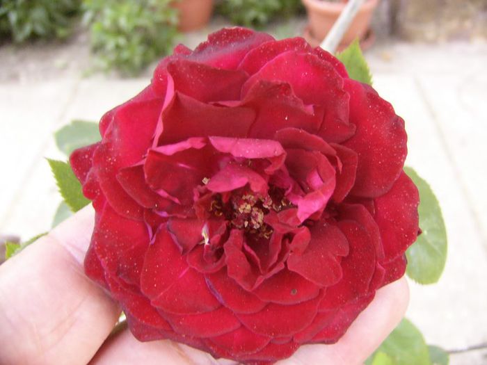Black Bacara