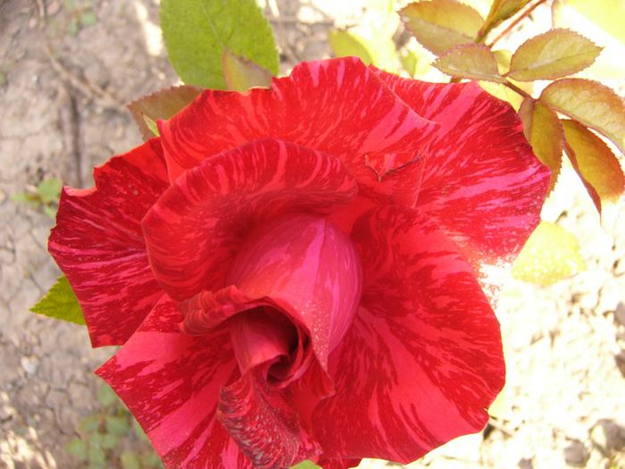 Dimov