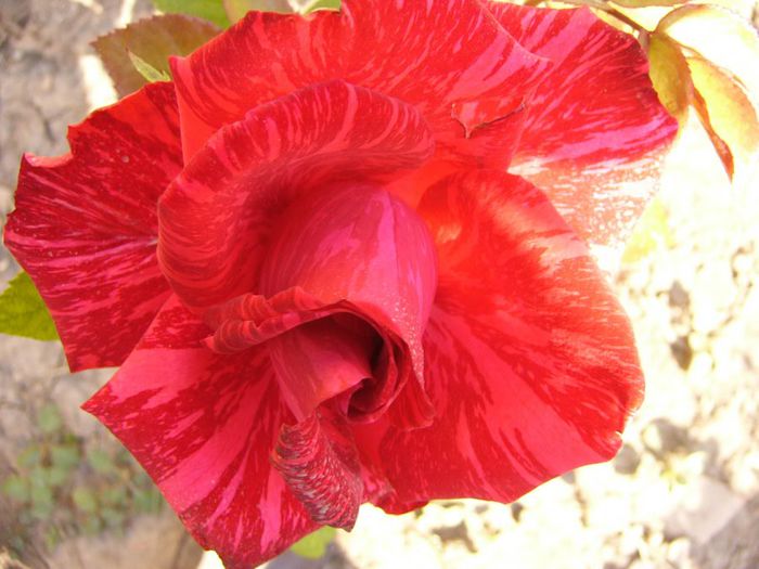 P1220386