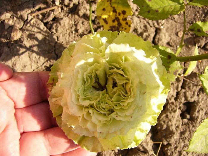 P1220389