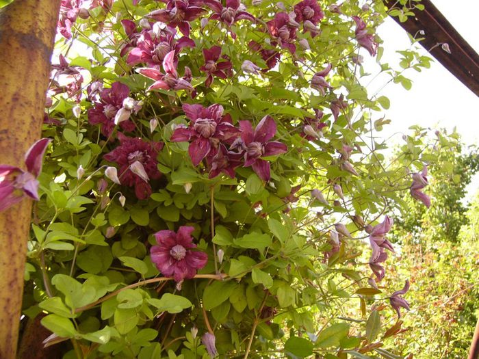 Clematis Viticella Purpurea Plena