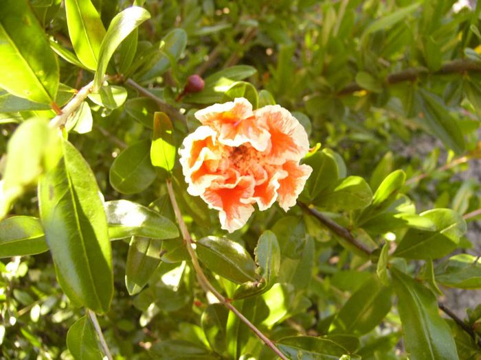 Punica Granatum