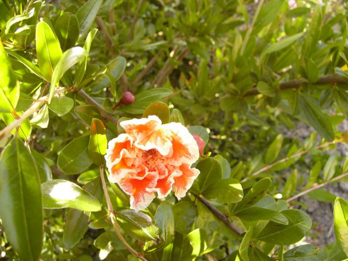 P1220401