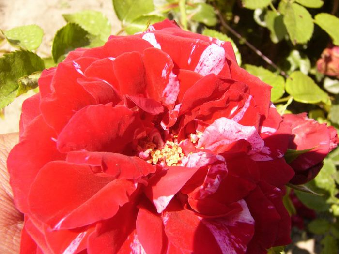 P1220440