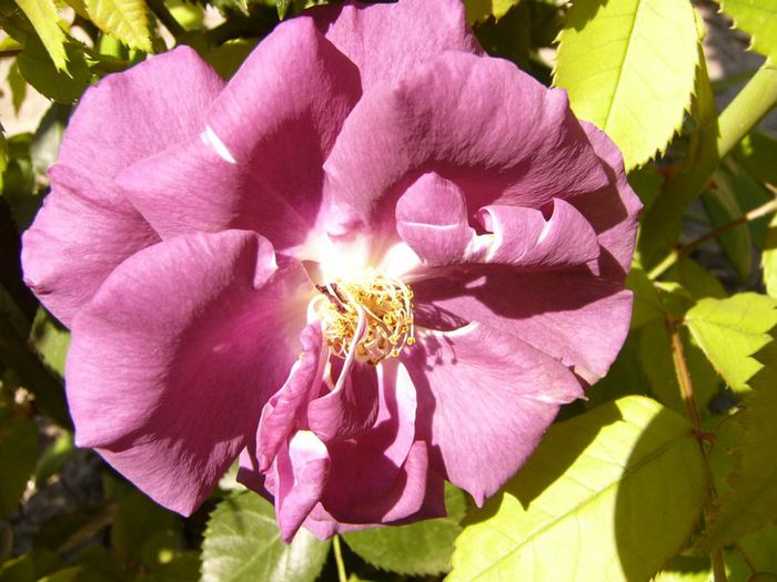 Rhapsody in blue