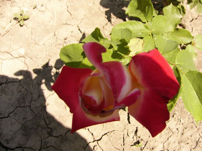 P1220453