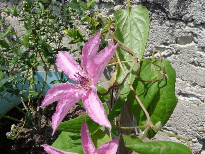 8.06.2014 - Clematis