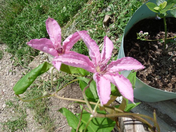 P1050760 - Clematis