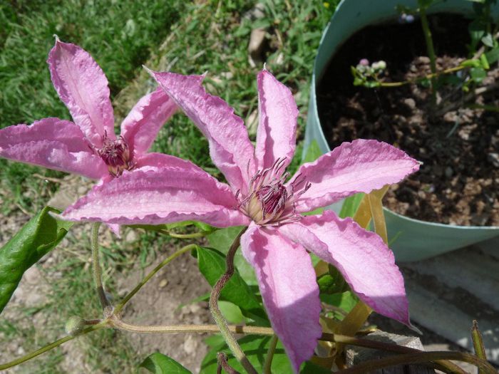 P1050761 - Clematis