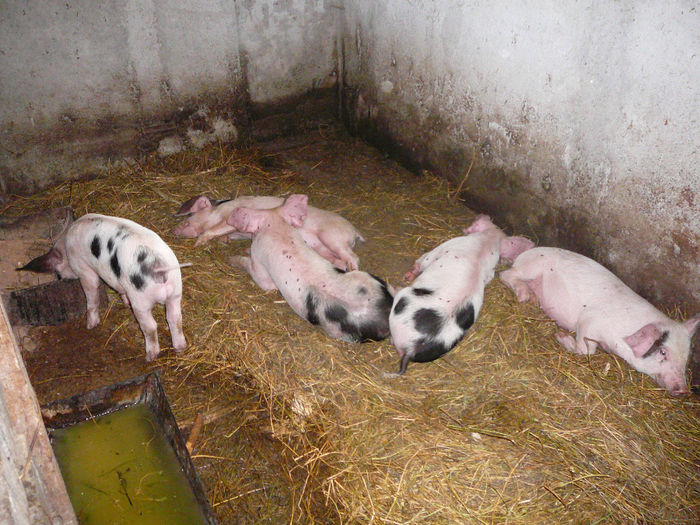 .. am mai ramas trei fetite, un enuc ...