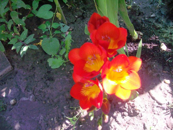 005; Freesia 5/cm
