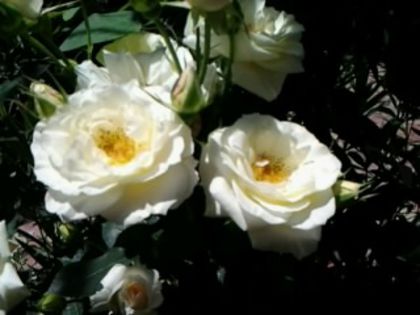 Fotografie1022 - Trandafirii din gradina