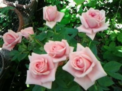 Fotografie1024 - Trandafirii din gradina