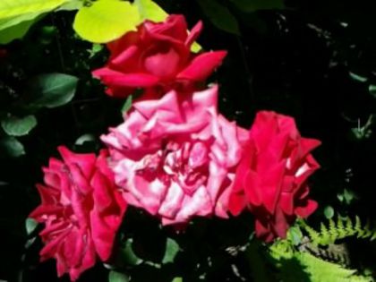 Fotografie1025 - Trandafirii din gradina