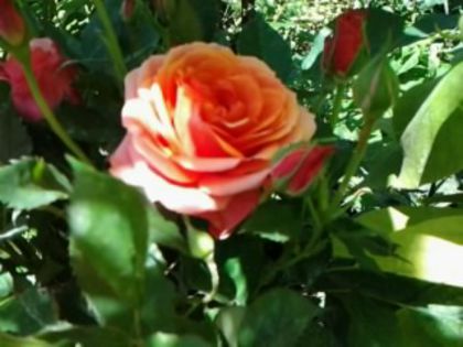 Fotografie1027 - Trandafirii din gradina