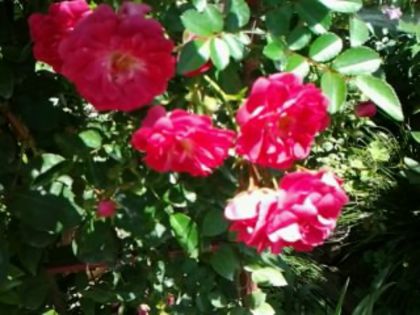 Fotografie1032 - Trandafirii din gradina