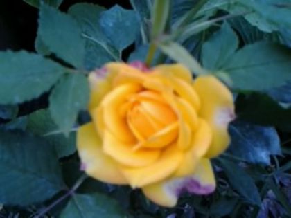 Fotografie1064 - Trandafirii din gradina