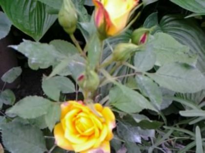 Fotografie1063 - Trandafirii din gradina