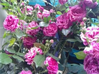 Fotografie1069 - Trandafirii din gradina