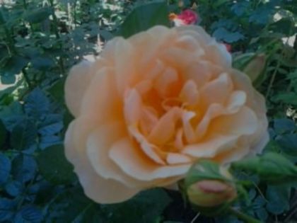 Fotografie1103 - Trandafirii din gradina