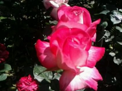 Fotografie1105 - Trandafirii din gradina