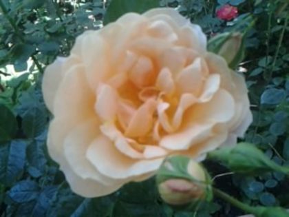 Fotografie1102rossagold - Trandafirii din gradina