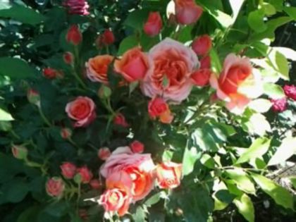 Fotografie1109 - Trandafirii din gradina