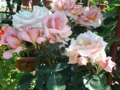 compassion- frumosul urcător - Trandafirii din gradina