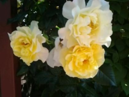 Fotografie1118 - Trandafirii din gradina